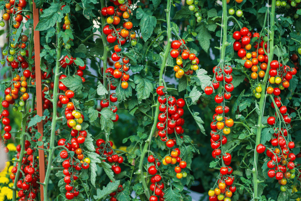 Tomatensorten f&uuml;r jeden Geschmack & jede Vorliebe