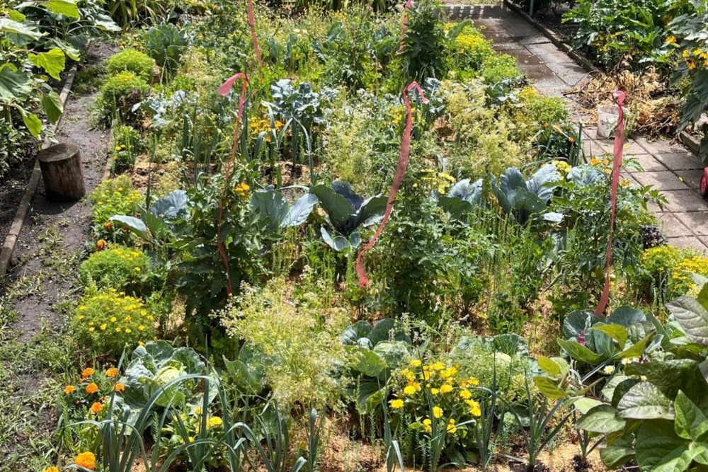 Mischkultur im Gartenbeet