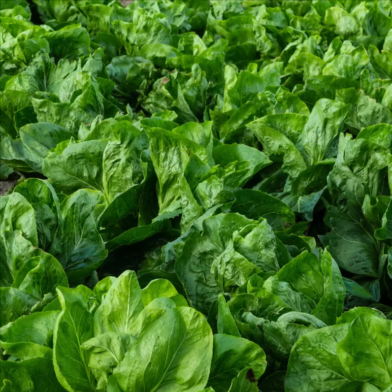 Zuckerhutsalat 'Nettuno'