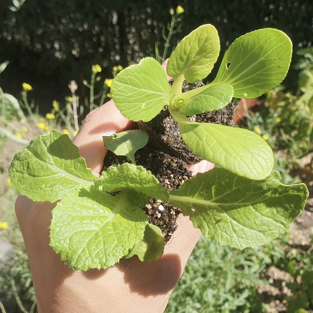 Pak-Choi-und-Chinakohl_1.jpeg
