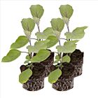 Asia-Aubergine 'Violet Knight F1' - 4 Jungpflanzen