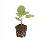 Mini-Aubergine 'Jackpot F1' - 1 Jungpflanze