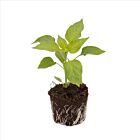 Blockpaprika 'Gourmet Orange F1' - 1 Jungpflanze