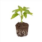 Blockpaprika 'Tequila F1' - 1 Jungpflanze