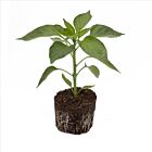 Blockpaprika 'California Wonder F1' - 1 Jungpflanze