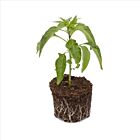 Cayenne - 1 Jungpflanze