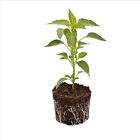 Jalapeño 'Fundador F1' - 1 Jungpflanze