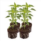 Jalapeño 'Fundador F1' - 4 Jungpflanzen