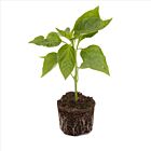 Snackpaprika 'Snacking Lila F1' - 1 Jungpflanze