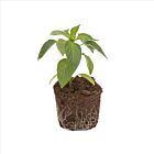 Miniblockpaprika 'Kobold F1' - 1 Jungpflanze