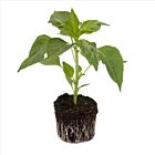 Spitzpaprika 'Feher F1' - 1 Jungpflanze
