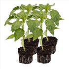 Spitzpaprika 'Blava F1' - 4 Jungpflanzen