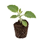Physalis 'Schönbrunner Gold' - 1 Jungpflanze