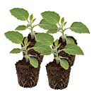 Physalis 'Molly' - 4 Jungpflanzen