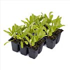 Bunte Bete Mix - 20 Jungpflanzen