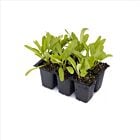 Bunte Bete Mix - 10 Jungpflanzen