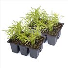 Dill 'Diana' - 12 Jungpflanzen