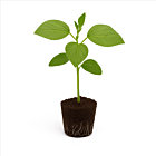 Edamame - 1 Jungpflanze