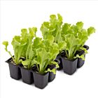 Endiviensalat 'Korbi' - 12 Jungpflanzen