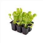 Endiviensalat 'Korbi' - 6 Jungpflanzen