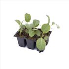 Flachkohl 'Atlas' - 6 Jungpflanzen