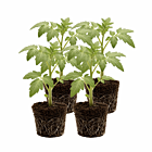 Buschtomate 'Fuzzy Wuzzy' - 4 Jungpflanzen