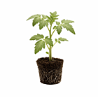 Buschtomate 'Fuzzy Wuzzy' - 1 Jungpflanze