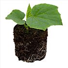 Snackgurke 'Salamanda F1' - 1 Jungpflanze