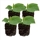 Snackgurke 'Salamanda F1' - 4 Jungpflanzen