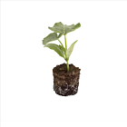 Patissonkürbis 'Sunburst F1' - 1 Jungpflanze