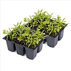 Kerbel 'Summer Select' - 12 Jungpflanzen