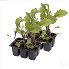 Kohlrabi 'Konstance' - 12 Jungpflanzen