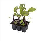 Kohlrabi 'Konstance' - 6 Jungpflanzen