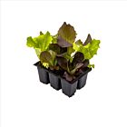 Kopfsalat-Mix - 6 Jungpflanzen