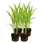 Popcornmais 'White Selection' - ca. 16 Jungpflanzen
