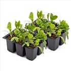 Babyleaf-Mangold 'Charbell' - 12 Jungpflanzen