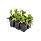 Babyleaf-Mangold 'Charbell' - 6 Jungpflanzen