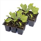 Pastinake 'Javelin' - 12 Jungpflanzen