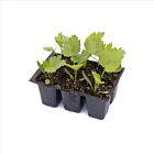 Pastinake 'Javelin' - 6 Jungpflanzen
