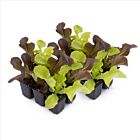 Pflücksalat-Mix - 12 Jungpflanzen