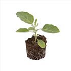 Physalis 'Preciosa F1' - 1 Jungpflanze