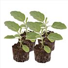 Physalis 'Preciosa F1' - 4 Jungpflanzen