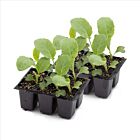 Romanesco 'Puntoverde' - 12 Jungpflanzen
