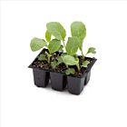 Romanesco 'Puntoverde' - 6 Jungpflanzen
