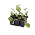 Rotkohl 'Futurima' - 6 Jungpflanzen