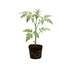 Buschtomate 'Silbertanne' - 1 Jungpflanze