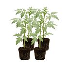 Buschtomate 'Silbertanne' - 4 Jungpflanze
