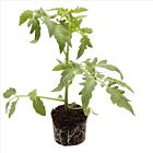 Salattomate 'Auriga' - 1 Jungpflanze