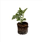 Wassermelone 'Little Darling F1' - 1 Jungpflanze