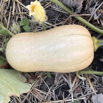 Butternutk&uuml;rbis 'Tivano F1'